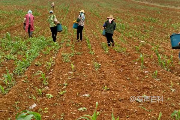 夏季玉米追肥方法，夏玉米施肥量较大