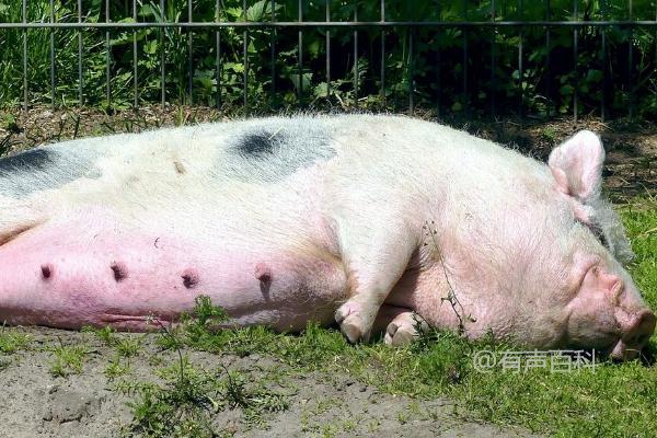 "家猪的来源及野猪驯化历史"