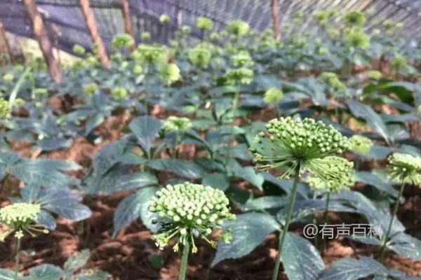 **三七种植周期：从播种到收获需时3年以上**