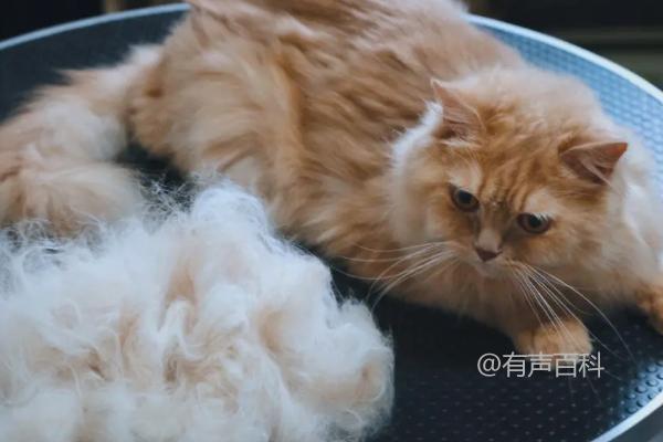 猫掉毛很严重的原因及换季和皮肤病对其影响