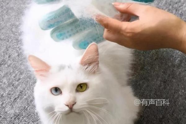 猫掉毛很严重的原因及换季和皮肤病对其影响