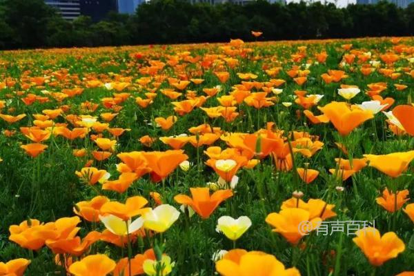 花菱草花语大揭秘：“答应我”、“不要拒绝我”