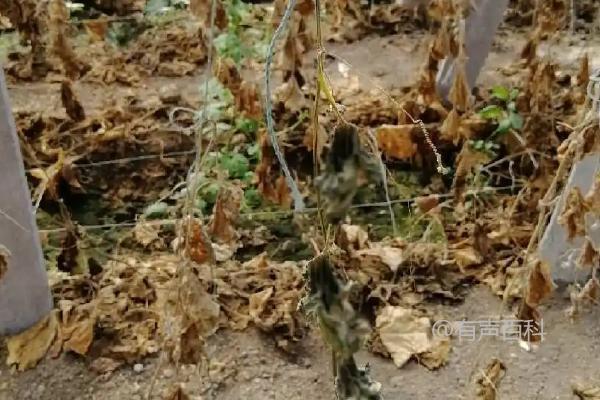 土传病害：危害作物根茎部的一种病害