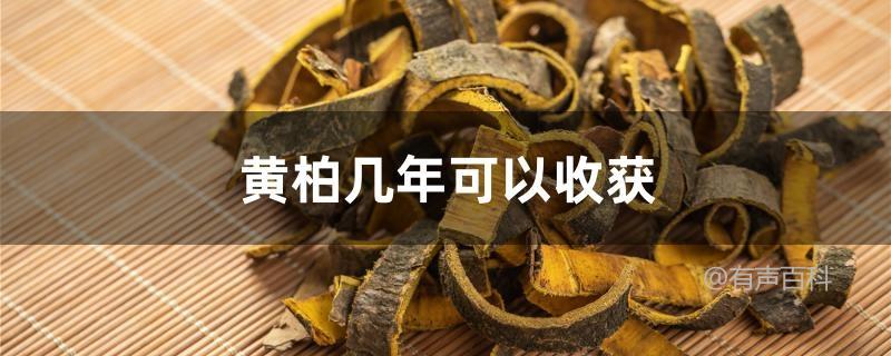 黄柏育苗技巧及注意事项