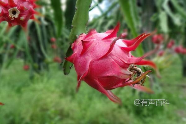 种植红心火龙果的方法及时剪除有虫害的枝条