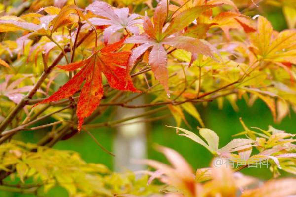 鸡爪槭种植技巧及施肥要点