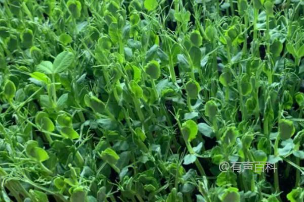 豌豆尖种植多久可以收获？播种后35天即可采摘