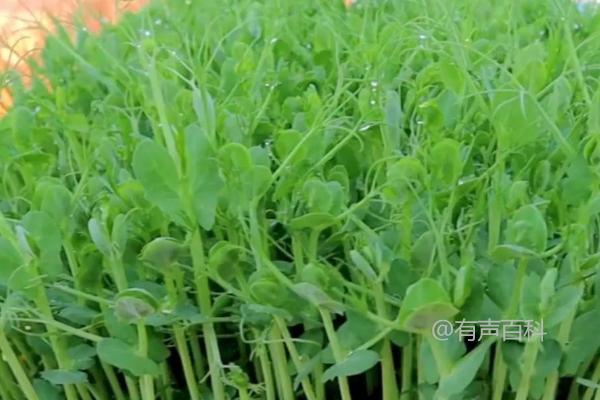 豌豆尖种植多久可以收获？播种后35天即可采摘