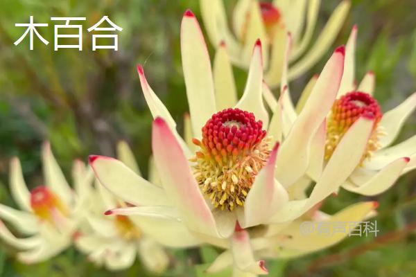 帝王花价格：65-90元/株