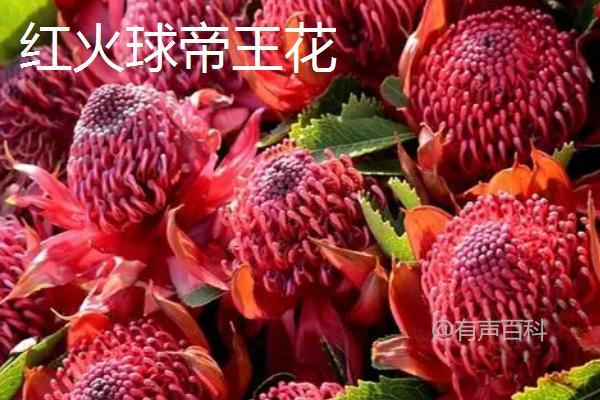 帝王花价格：65-90元/株