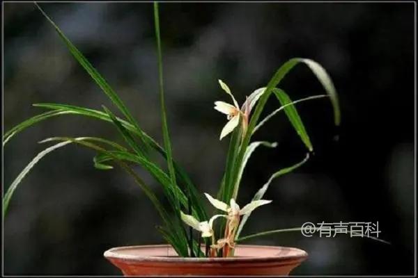 如何种植兰花及如何选择适合的兰花品种