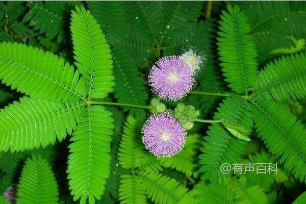 室内种植含羞草的方式及毒性分析