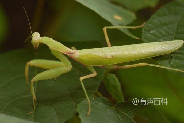 螳螂的食物、捕食方式及寿命详情