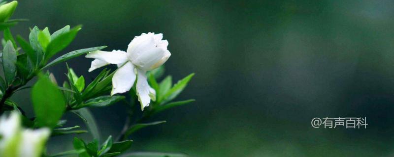 如何养护栀子花？种植环境要求详解