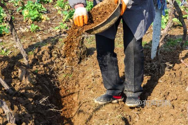 葡萄种植管理及施肥技巧