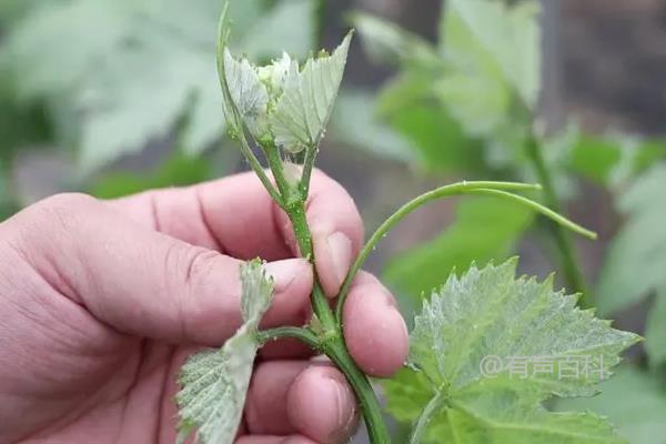 葡萄种植管理及施肥技巧