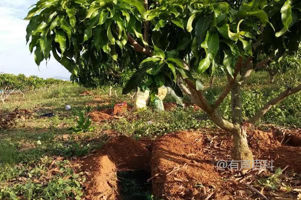 如何为芒果树苗选择合适的肥料，不同生长阶段需要的肥料有哪些差异