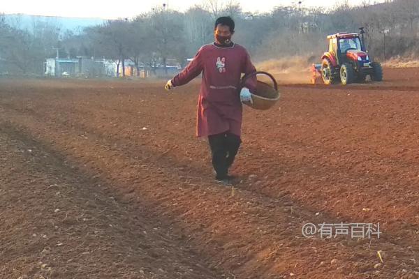 黄瓜生长阶段施肥技巧