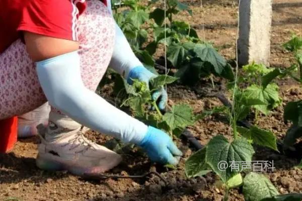 黄瓜生长阶段施肥技巧