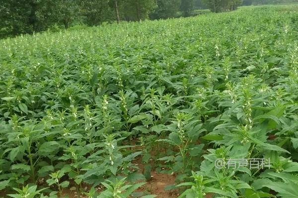 提高芝麻种植密度，关键技巧分享