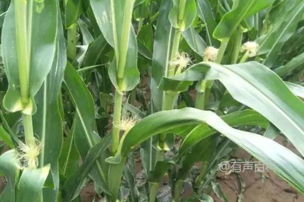 夏季玉米增产去雄方法，直播种植可间隔一行去一行