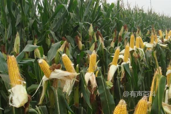 夏季玉米增产去雄方法，直播种植可间隔一行去一行