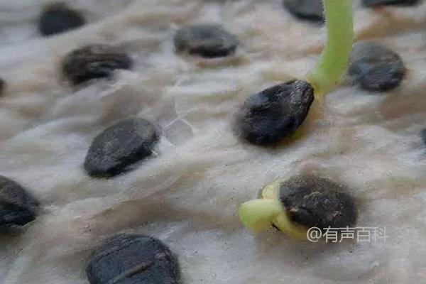 西瓜种植技术：种子浸种处理前的准备工作