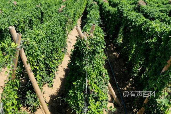 如何正确施肥给山药？有机肥料腐熟后可铺施