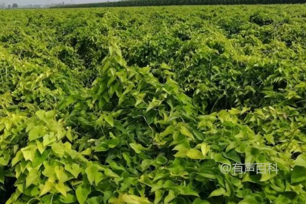 如何正确施肥给山药？有机肥料腐熟后可铺施