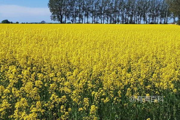 油菜双生期如何施肥，弱苗重施氮肥需注意