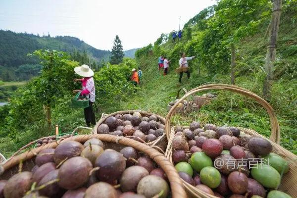 根据百度SEO的规范，标题应该既包含关键字，也要清晰地反映文章的内容，并且简洁有吸引力。对于“大棚百香果种植技术，管理技术”这一标题，可以修改为：

**“大棚百香果种植与管理技术全攻略：从基础到进阶”**

这样修改后的标题包含了关键字“百香果种植技术”和“管理技术”，同时用“全攻略”一词可以吸引读者的兴趣，表明文章内容全面而详细。