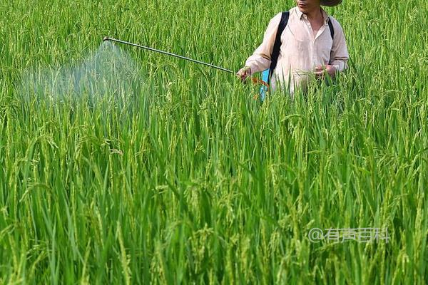 根据百度SEO规范，可以将标题修改为：“水稻白叶枯病防治方法及药物选择详解”。“水稻白叶枯病”是由细菌引起的一种病害，可导致水稻叶片枯黄变白，并最终影响产量。