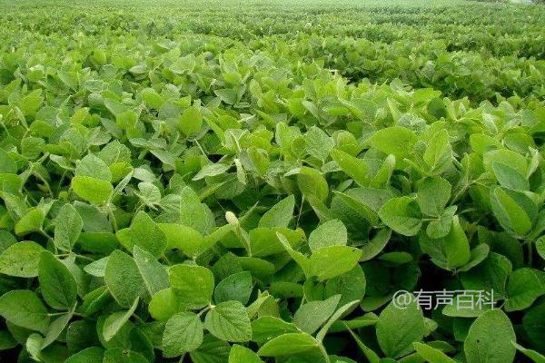 惠民7号大豆品种特点及适宜种植地块选择