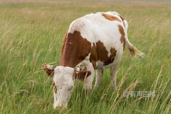 养牛之成本和盈利分析，一头牛的价格是多少