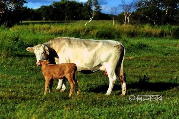 养牛之成本和盈利分析，一头牛的价格是多少