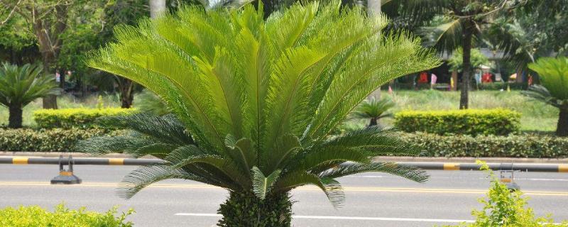 铁树开花情况、分布地区和种植技巧介绍