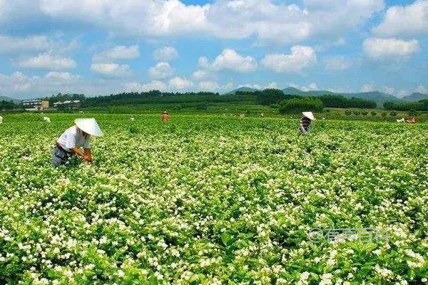 茉莉花茶是绿茶吗？不同品种有哪些？