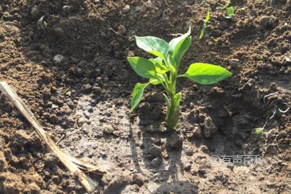 6月份是否适合种植辣椒苗