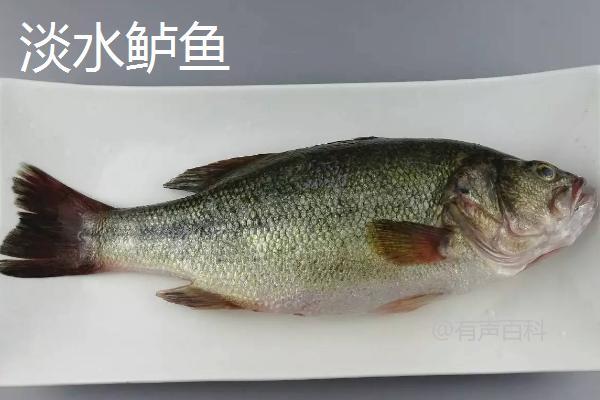 淡水鲈鱼和海鲈鱼的区别，哪种的肉更加鲜美？