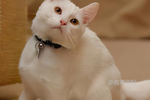 猫缺钙症状及抖动抽搐表现