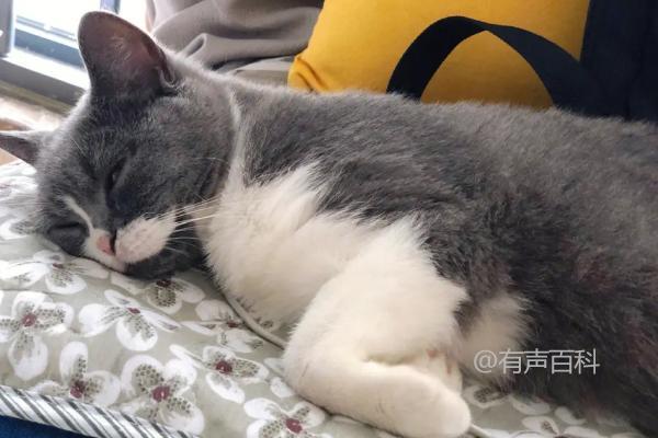 猫缺钙症状及抖动抽搐表现