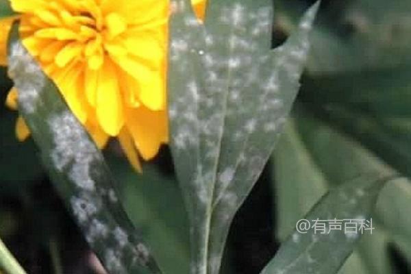 非洲菊白粉病防治方法及防治技巧