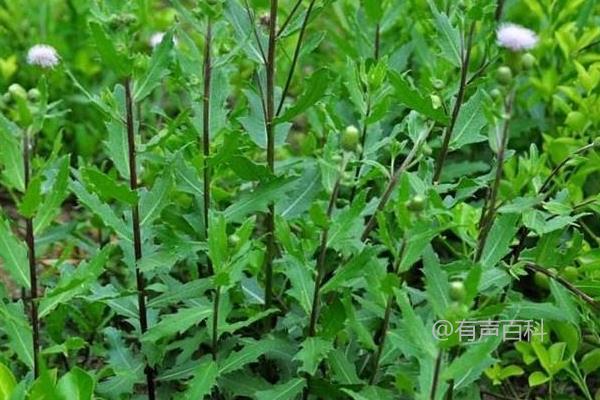 刺儿菜种植技术，最佳播种时间在立春前后