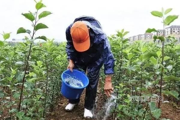 微肥施用的注意事项及作物对微量元素需求大