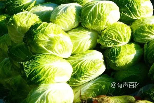 白菜保存期限及方法：根据保存环境与方法确定