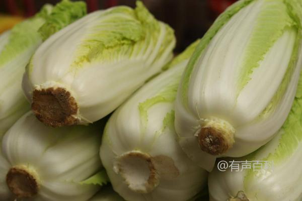 白菜保存期限及方法：根据保存环境与方法确定