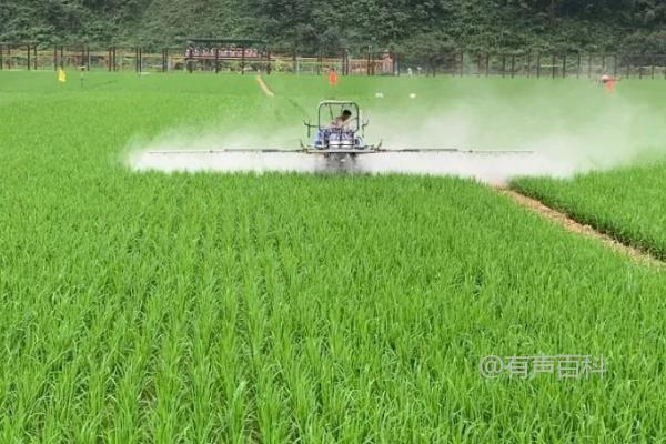 如何选择除草剂用于旱作水稻？使用二氯喹啉酸防治水芹、鸭舌草等阔叶杂草