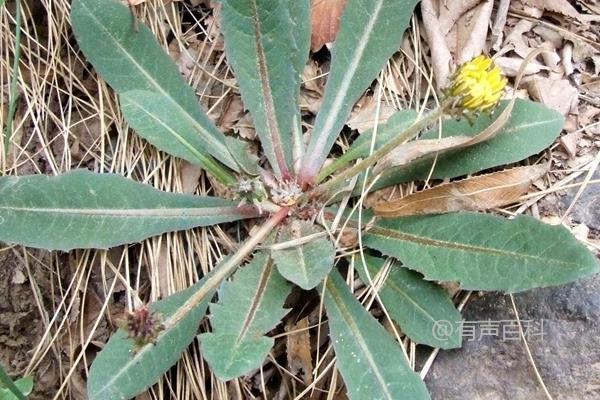 蒲公英多次裂变品种种植前景及市场分析