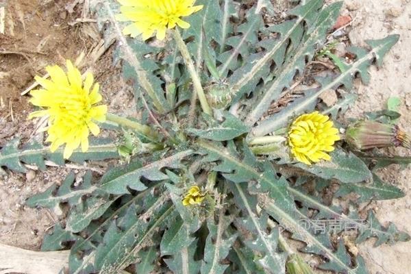 蒲公英多次裂变品种种植前景及市场分析