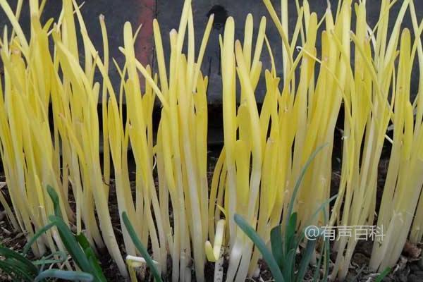 韭黄种植技巧，如何防治韭黄疾病